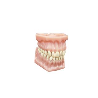 ماکت آناتومی دندان(مدل فول دنچر)